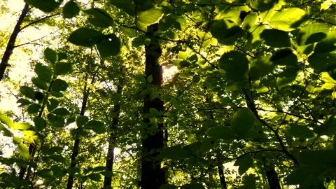 Low angle view of forest trees during sunny day Stock Footage 120426787