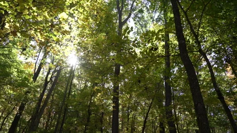Low Angle View  into the Forest Trees Video stock 254870179