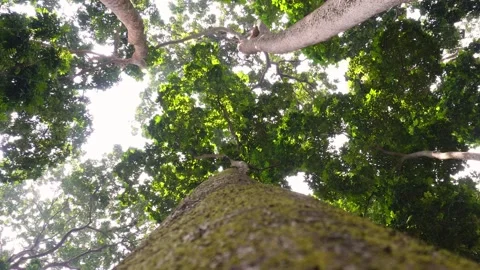 Low angle view of forest trees with sun glare light. trees move slowly Stock Footage 280197613