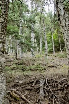 Low angle view of forest trees and roots. Nature green wood backgrounds Stock Photos