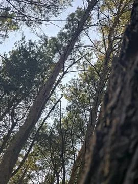 Low angle view forest trees Stock Photos