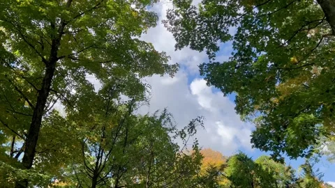 Low Angle View of Forest Treetops Swaying Against Blue Sky Stock Footage 347097258