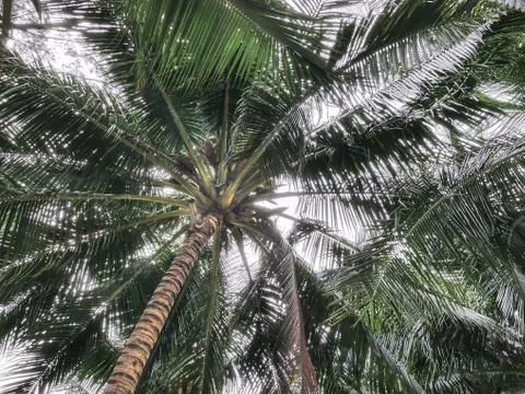 Low Angle View of Fresh Coconut Tree Foto stock