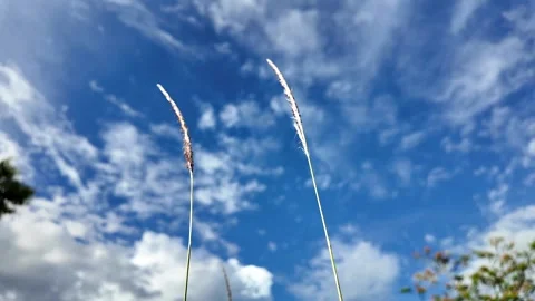 Low Angle View Of Fresh Grass Against Blue Sky Background on summer day. Stockbeeldmateriaal 276692656