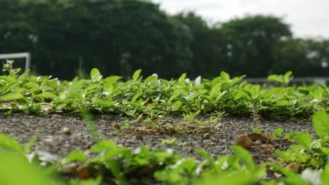 Low Angle View of Fresh Green Weeds and Plants Stock Footage 318213874