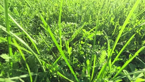 Low angle view of fresh green grass in sunlight Stock Footage 318302296