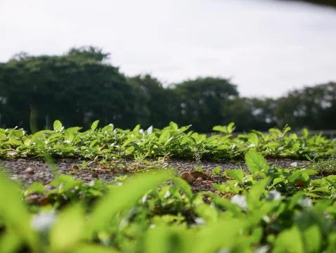 Low Angle View of Fresh Green Weeds and Plants Growing on Wet Ground After .. Foto stock
