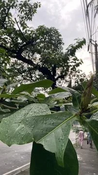 Low Angle View of Fresh Ketapang Leaves Near an Urban Street Side. Stock Photos