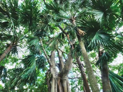Low Angle View of Fresh Large Trees in the Jungle Stock Photos