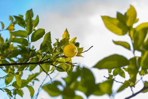 Low angle view of a fresh lemon and green leaves on lemon tree. Stock Photos