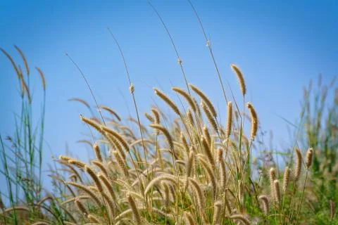Low Angle View of Fresh Palea Plants Against Blue Sky Stock Photos