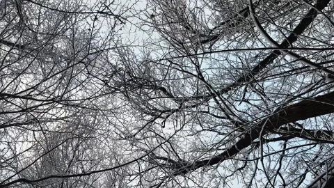 Low Angle View of Frozen Tree Branches with Mistletoe in Winter Stock Footage 327726399