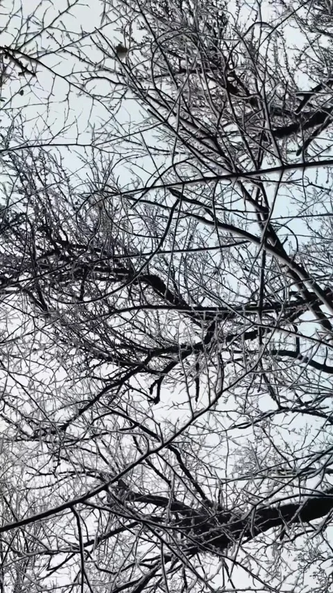 Low Angle View of Frozen Tree Branches with Mistletoe in Winter Stock Footage 336954202