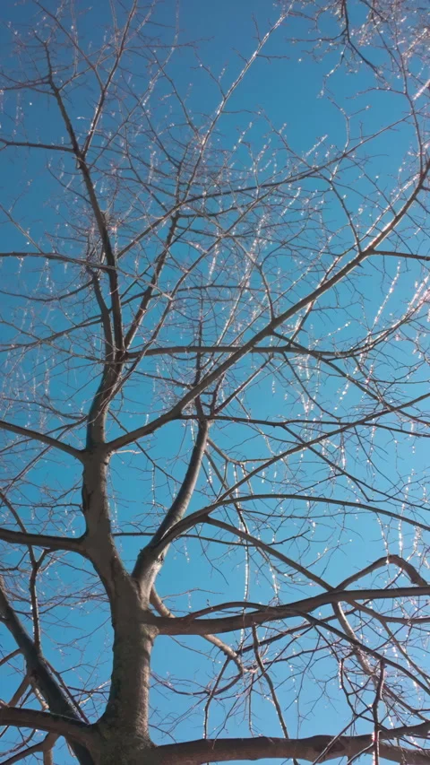 Low-angle view of frozen tree branches with ice glistening against bright sun Stock Footage 338133653