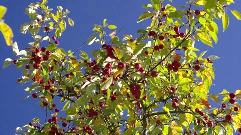 Low-angle view of fruit-laden branches with yellowing leaves against deep blue s Stock Footage 345676315
