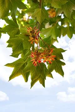 Low angle view of fruit from a tree with a blue sky in the background Stock Photos