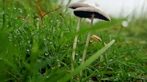 Low Angle View Of Fungal Caps Over Wet Green Turf Video stock 340369792