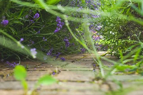 Low angle view of garden footpath from ground level Stock Photos