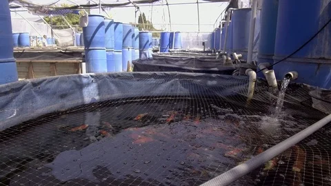 Low Angle View of Garden Koi Fish Pond Stock Footage 94644656