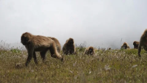 Low angle view of Gelada Baboons carrying their young and grazing in the Video stock 120434012