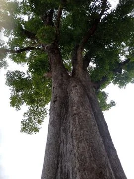 Low Angle View of a Giant Ancient Tree Trunk Foto stock