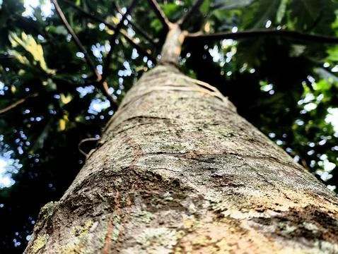 Low Angle View of a Giant Breadfruit Tree Trunk Stock Photos