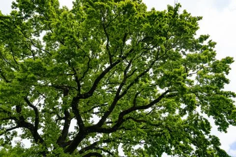 Low angle view of a giant young oak of the public swimming pool in Brugg. Stock Photos