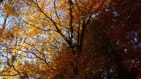 Low angle view of golden autumn leave fall from tall forest tree 库存影片 343430337