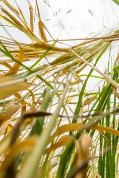Low angle view golden corn field upright 스톡 사진