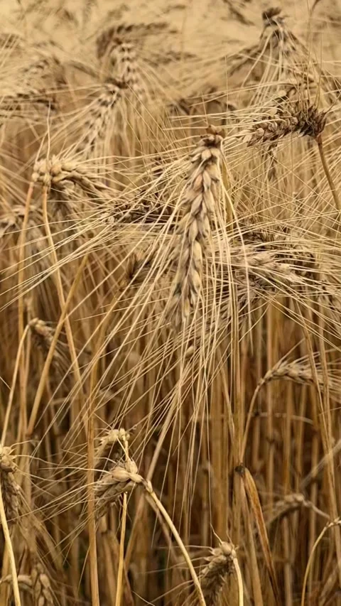 Low Angle View of Golden Wheat Field 動画素材 340340675
