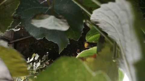 Low angle view of grape leaves falling. Man pruning grape vine with hedge shears Stock Footage 143137261
