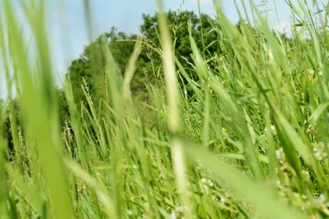 Low angle view of grass against blue sky with clouds Stock Photos
