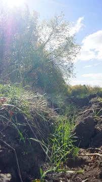 Low-Angle View of Grass and Trees Stock Photos