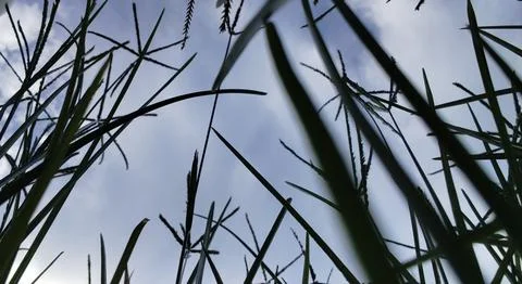 Low-Angle View of Grass Blades Against the Sky Stock Photos