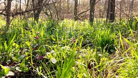 Low angle view of grass during springtime. Closeup of freshly green grass. Stock Footage 239904681