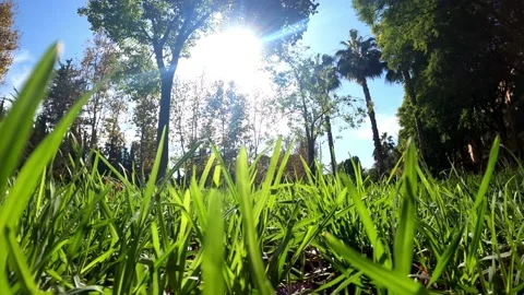 Low angle view of grass field. Grass on public park sun beam of light. Vídeos de archivo 142936672