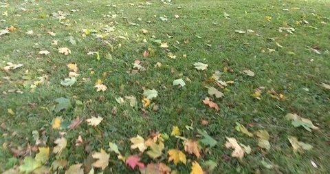 Low Angle View Of Grass While Jogging First Person View Stock Footage 88948531
