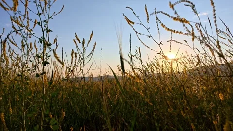 Low angle view of grasses silhouetted against setting sun Stock Footage 339653068