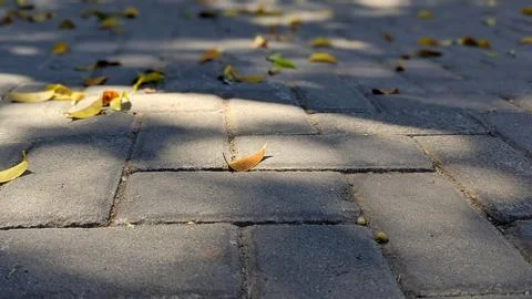 A low-angle view of a gray brick paved surface scattered with fallen yellow.. Stock Photos