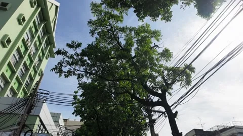 Low Angle View of Green Building and Tree Canopy in Bangkok Stock Footage 339752287