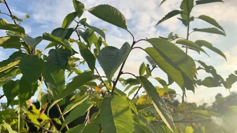 Low Angle View of Green Cherry Tree Leaves Against Cloudy Sky Stock Footage 345640290