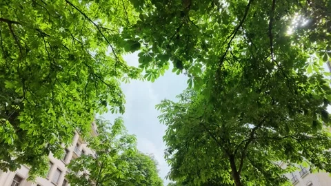 Low Angle View of Green Chestnut Trees in Paris France Stock Footage 335799640