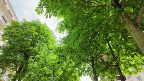 Low Angle View of Green Chestnut Trees and Haussmann Architecture Stock Footage 335799645