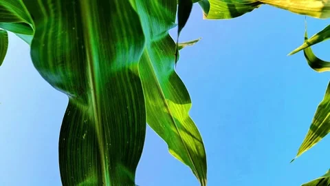 Low Angle View of Green Corn Leaves Against Blue Sky Stock Footage 334735348