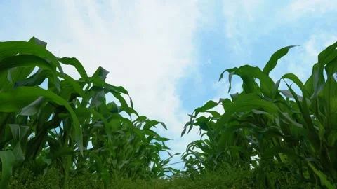 Low angle view of green corn stalks growing in a field under blue sky Vídeos de archivo 342014052