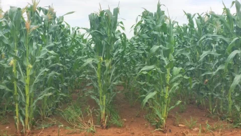 Low Angle View of Green Corn Field Rows Growing Under Bright Sunlight Stock Footage 344971185
