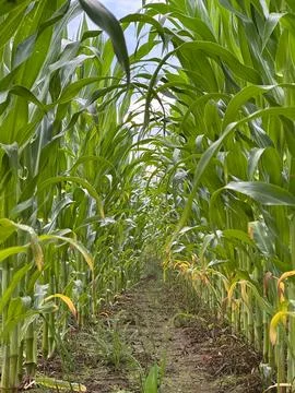Low Angle View of Green Cornfield Rows with Natural Perspective Stock Photos