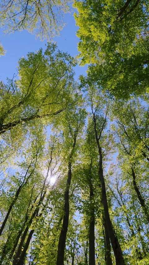 Low Angle View Of Green Forest Trees Under Clear Blue Sky In Spring Stock Footage 334861983