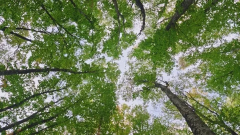 Low angle view of green forest canopy looking up directly into treetops and sky Video stock 347854052