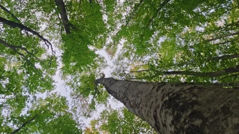 Low angle view of green forest canopy looking up directly into treetops and sky Stock Footage 347854476